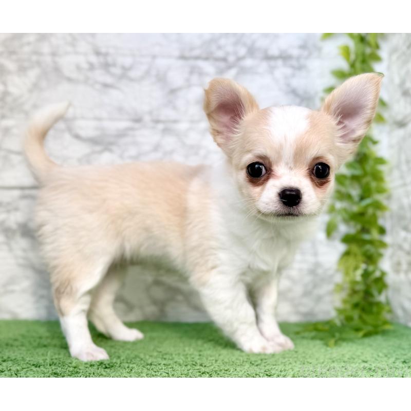 販売中の埼玉県のチワワ(ロングコート)-422567の6枚目