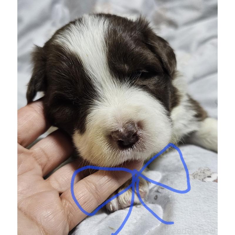 販売中の岩手県のボーダーコリー-427720