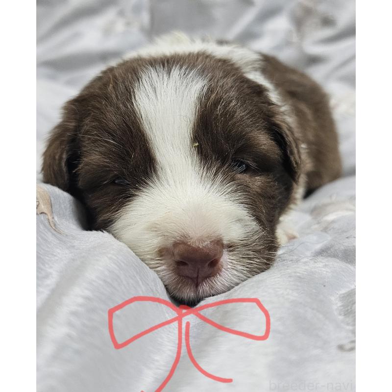 販売中の岩手県のボーダーコリー-427919