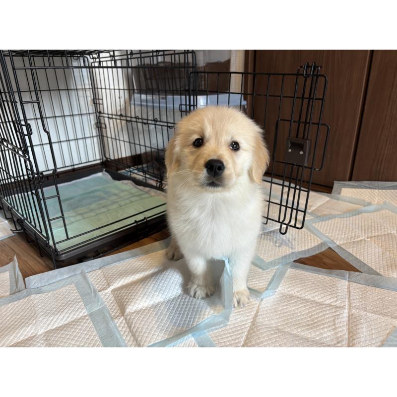 成約済の北海道のゴールデンレトリーバー-424964の11枚目