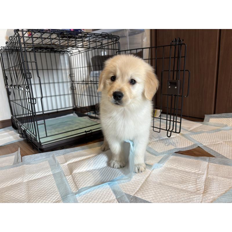 成約済の北海道のゴールデンレトリーバー-424964の10枚目