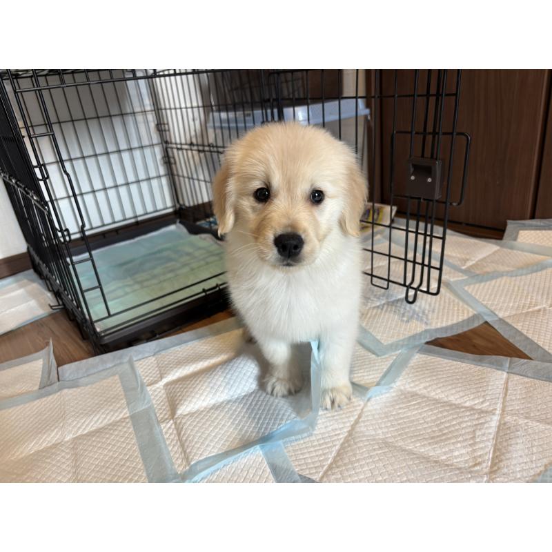 成約済の北海道のゴールデンレトリーバー-424964の9枚目