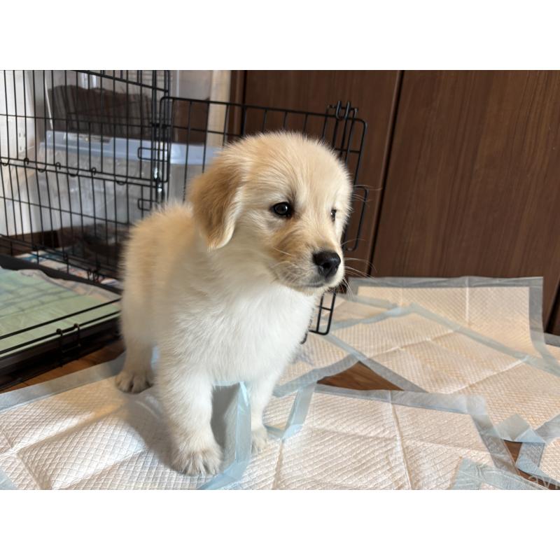 成約済の北海道のゴールデンレトリーバー-424964の7枚目