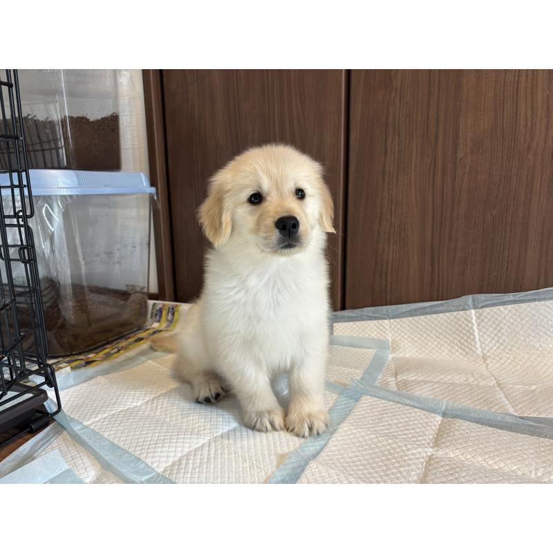 成約済の北海道のゴールデンレトリーバー-424964の6枚目