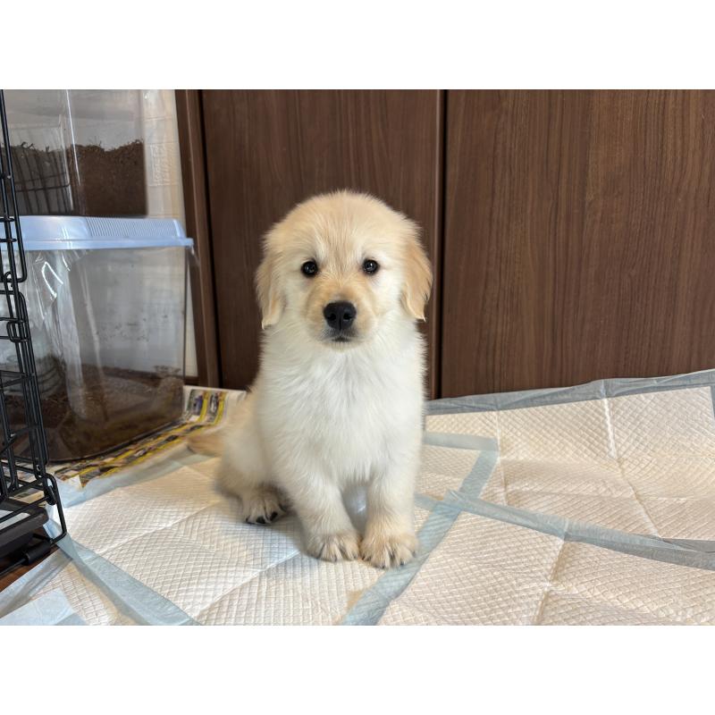 成約済の北海道のゴールデンレトリーバー-424964の5枚目