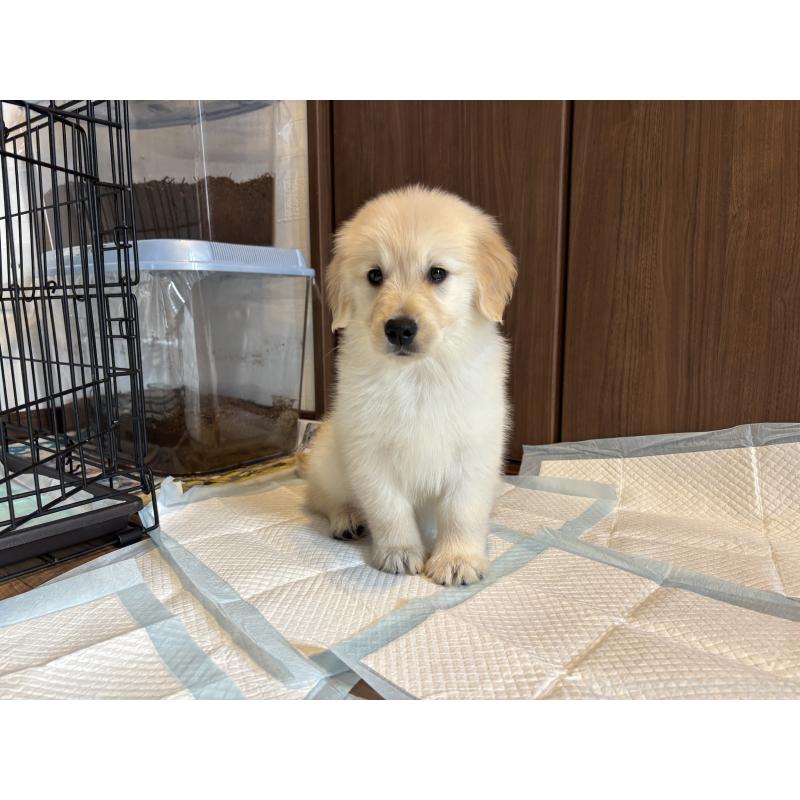 成約済の北海道のゴールデンレトリーバー-424964の4枚目