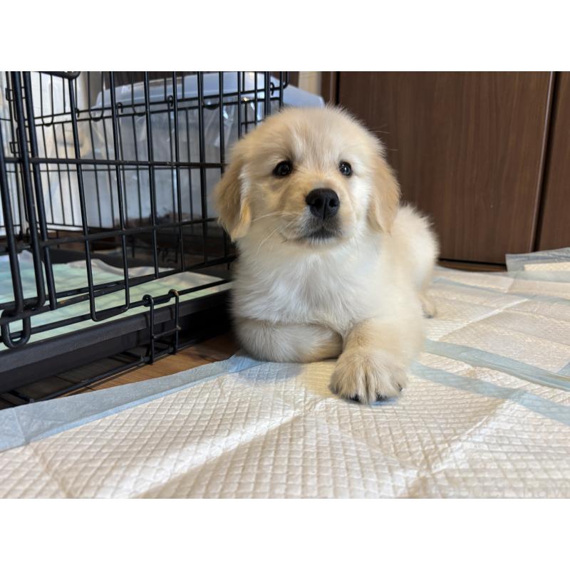 成約済の北海道のゴールデンレトリーバー-424964の3枚目