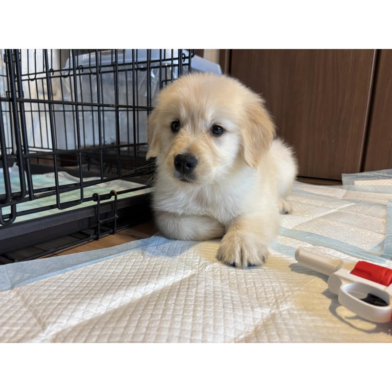 成約済の北海道のゴールデンレトリーバー-424964の2枚目