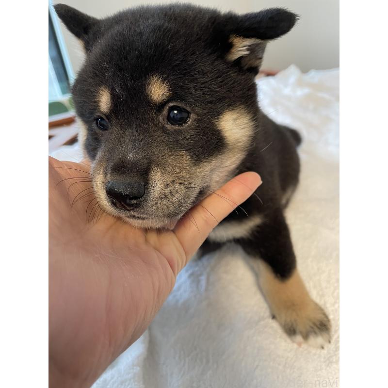 販売中の大阪府の柴犬-429488の3枚目