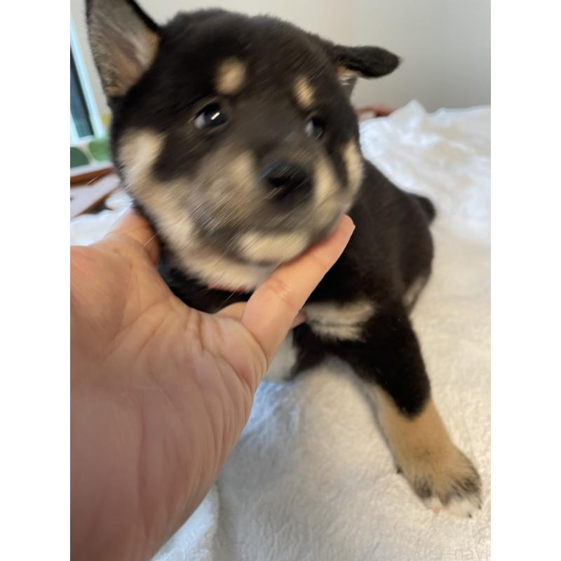 販売中の大阪府の柴犬-429488の2枚目