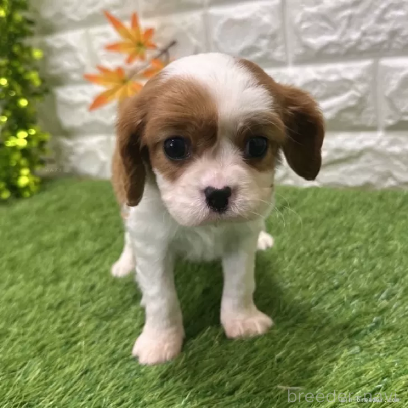 販売中の愛知県のキャバリアキングチャールズスパニエル-427125