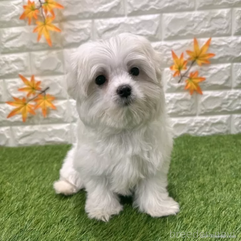 販売中の愛知県のマルチーズ-426040