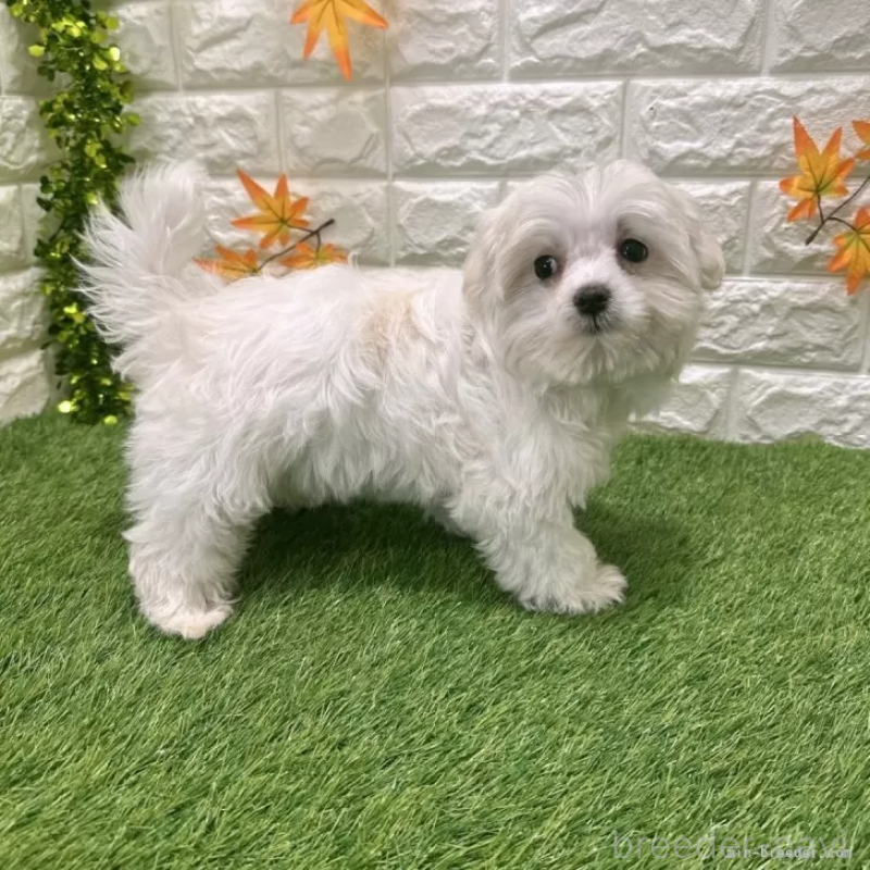 成約済の愛知県のマルチーズ-426040の5枚目