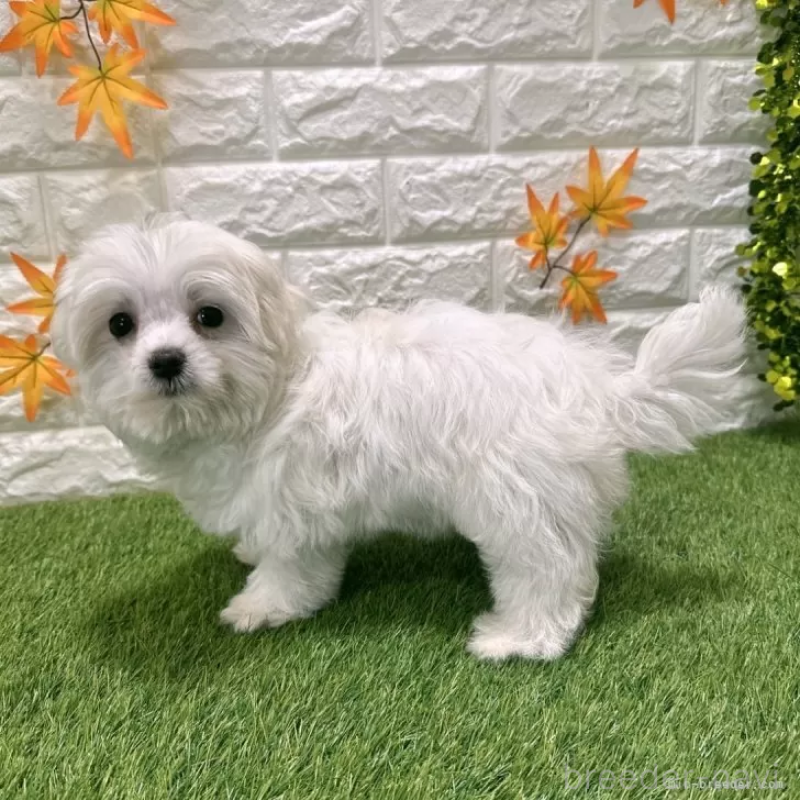 成約済の愛知県のマルチーズ-426040の4枚目