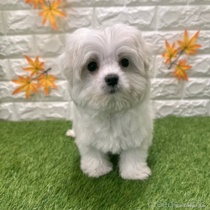 成約済の愛知県のマルチーズ-426040の3枚目