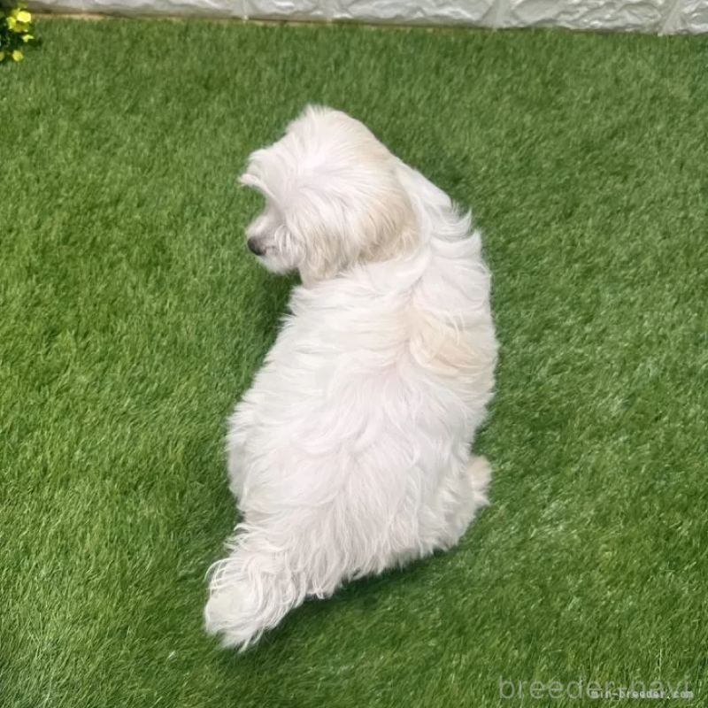 成約済の愛知県のマルチーズ-426040の2枚目