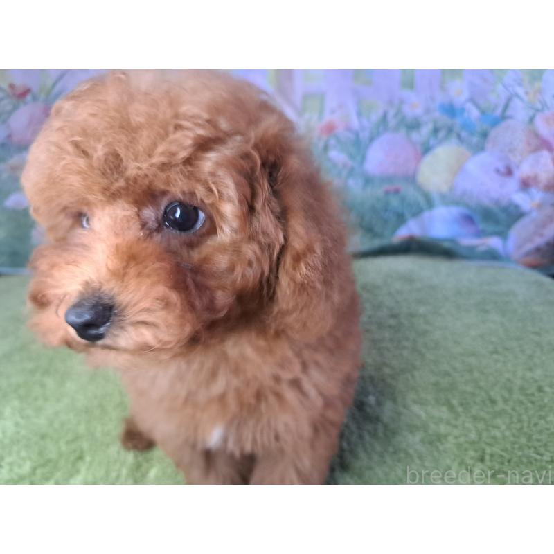 販売中の愛知県のトイプードル-421602の10枚目