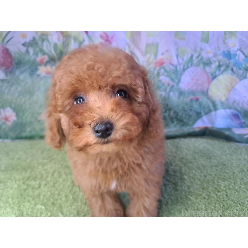 販売中の愛知県のトイプードル-421602の9枚目