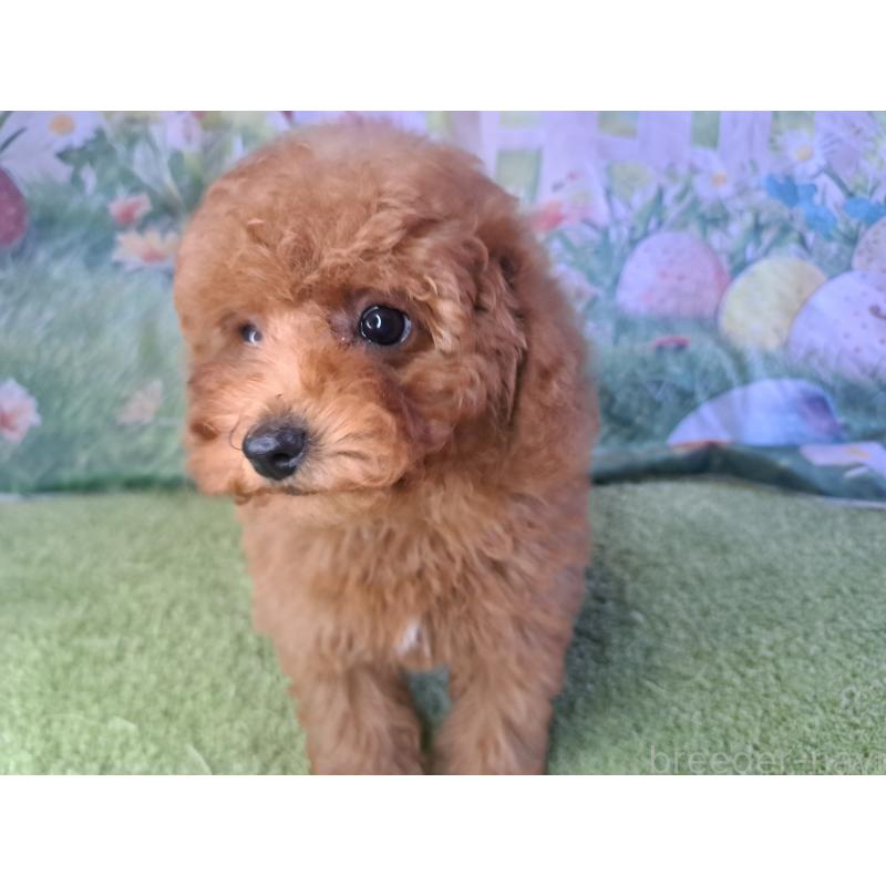販売中の愛知県のトイプードル-421602の8枚目