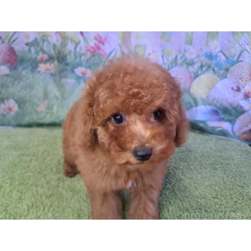 販売中の愛知県のトイプードル-421602