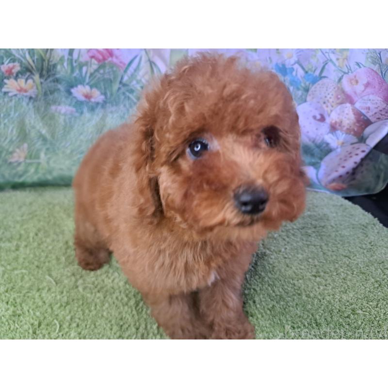 販売中の愛知県のトイプードル-421602の6枚目