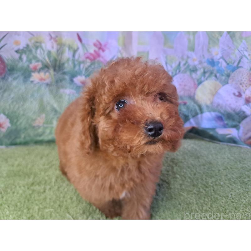 販売中の愛知県のトイプードル-421602の5枚目
