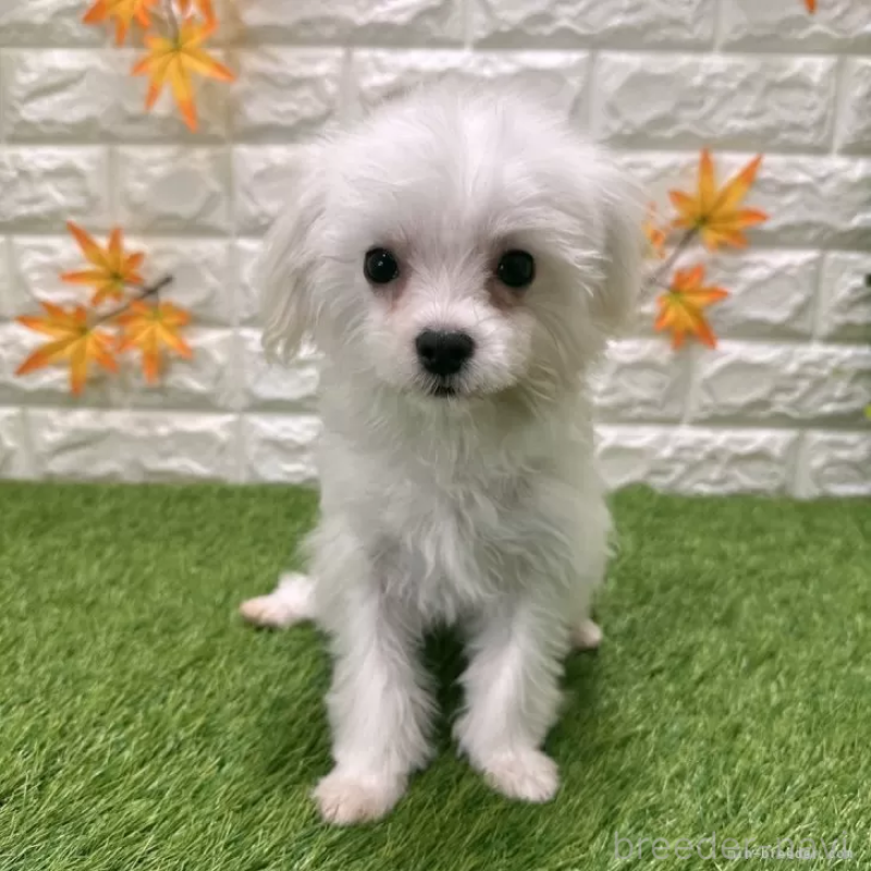 販売中の愛知県のマルチーズ-405210