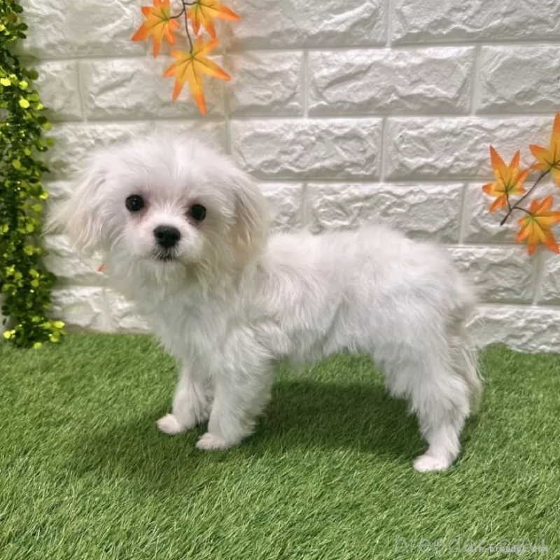 販売中の愛知県のマルチーズ-405210の5枚目