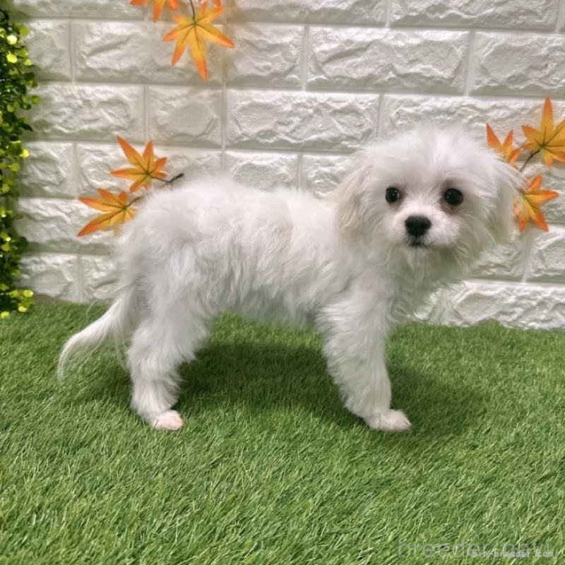 販売中の愛知県のマルチーズ-405210の4枚目