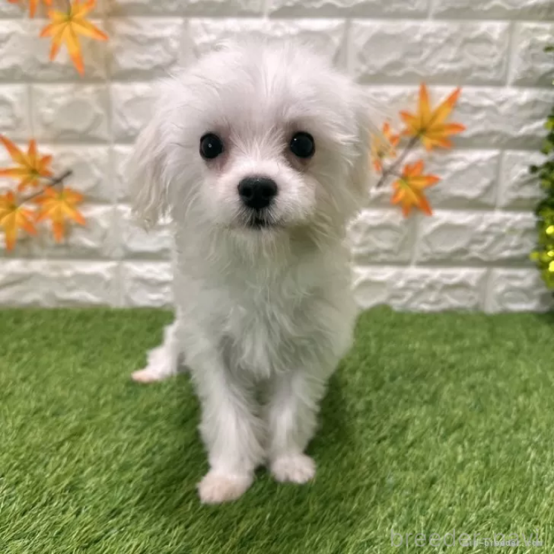 販売中の愛知県のマルチーズ-405210の3枚目