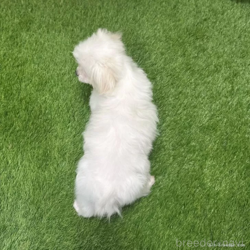 販売中の愛知県のマルチーズ-405210の2枚目