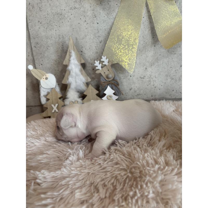 販売中の鹿児島県のフレンチブルドッグ-429489の4枚目