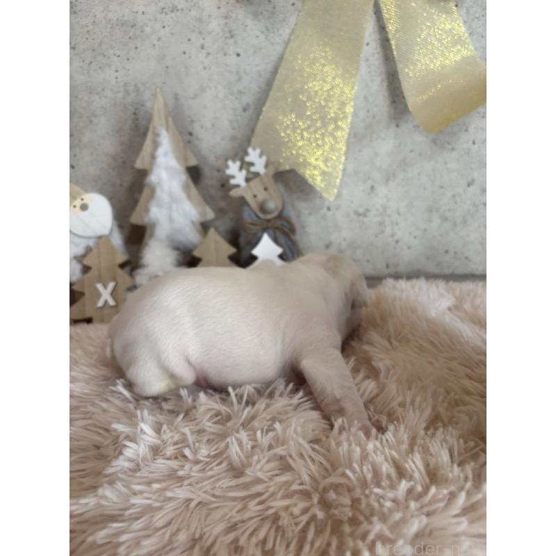 販売中の鹿児島県のフレンチブルドッグ-429489の3枚目