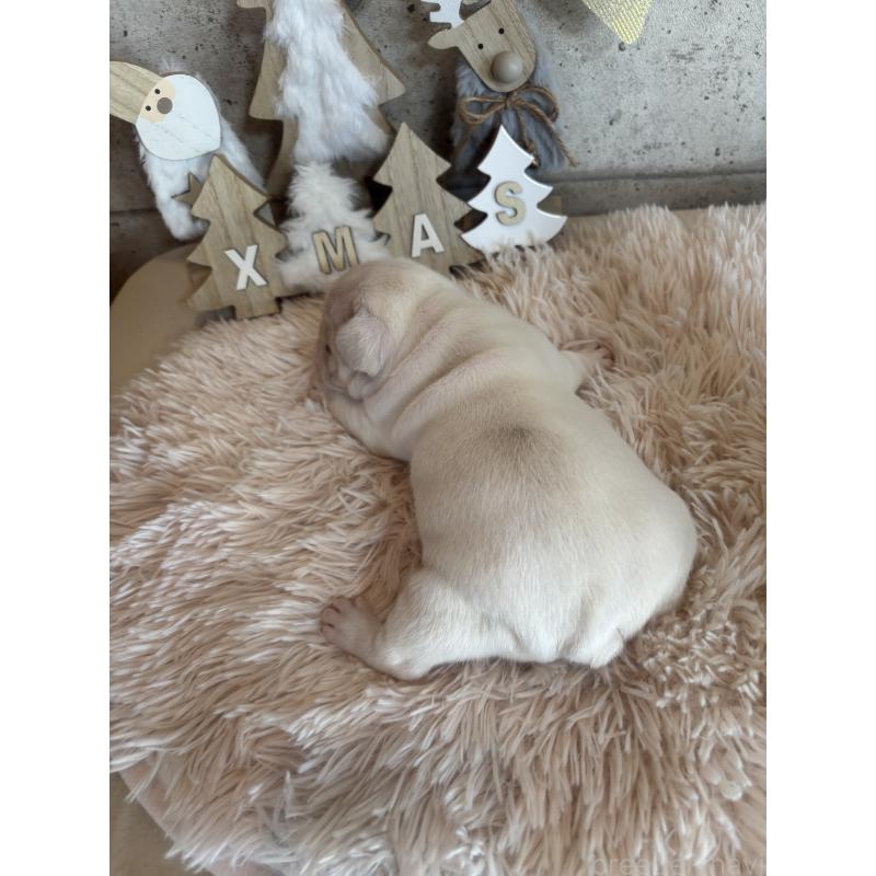 販売中の鹿児島県のフレンチブルドッグ-429489の2枚目