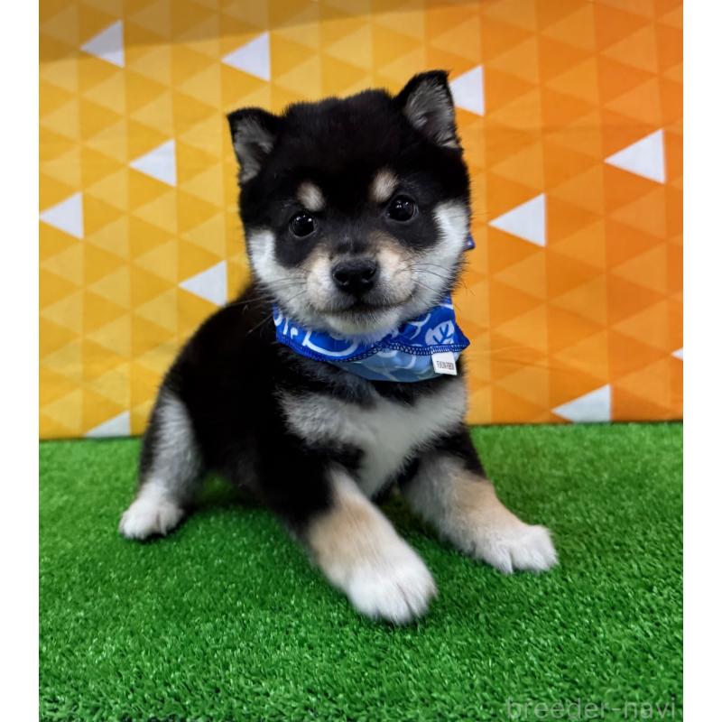 販売中の神奈川県の豆柴-429490