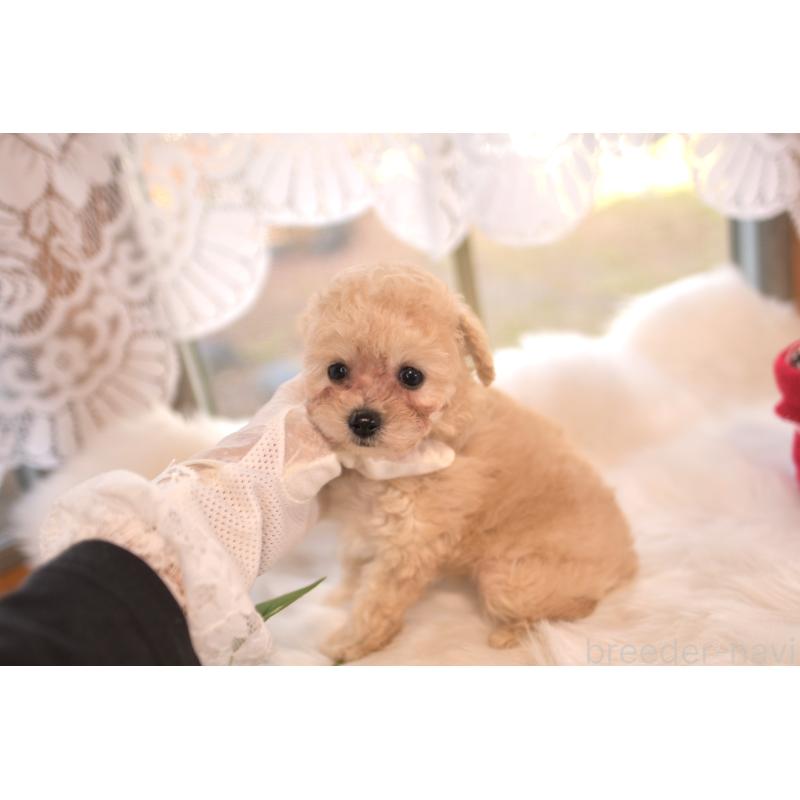 販売中の山梨県のティーカッププードル-429492の5枚目