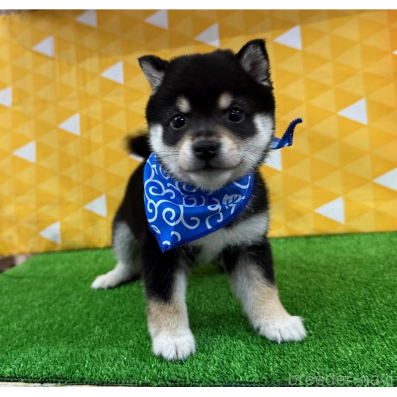 販売中の神奈川県の豆柴-429490の4枚目