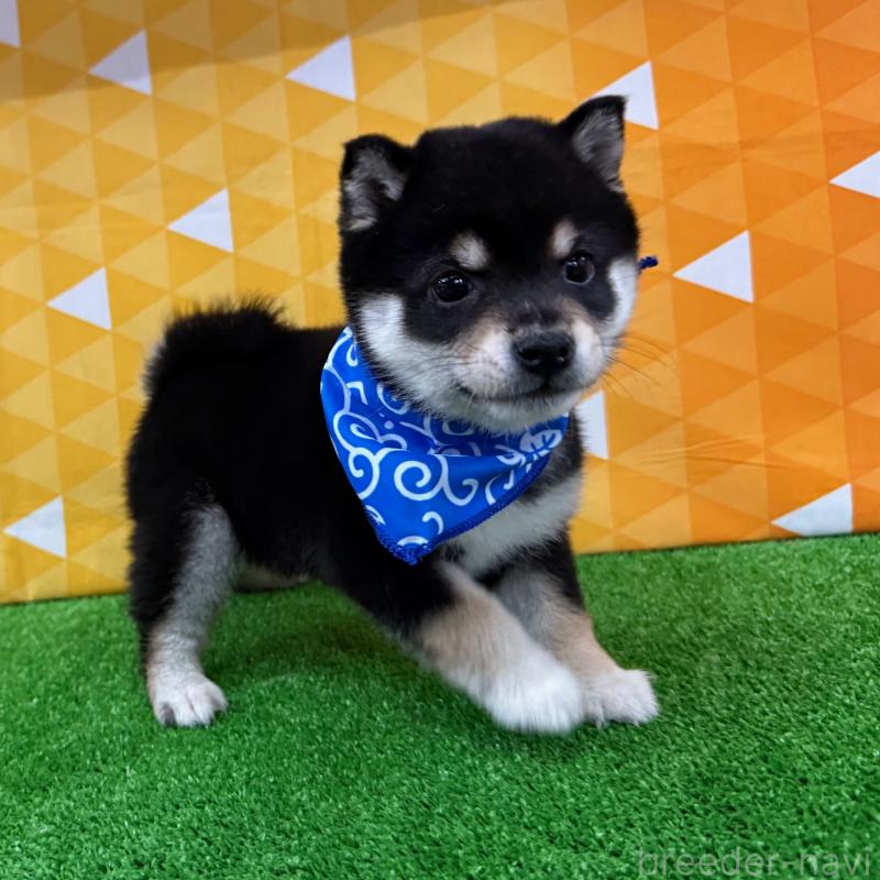 販売中の神奈川県の豆柴-429490の3枚目