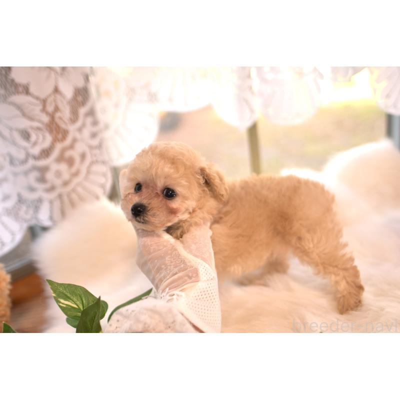 販売中の山梨県のティーカッププードル-429492の4枚目