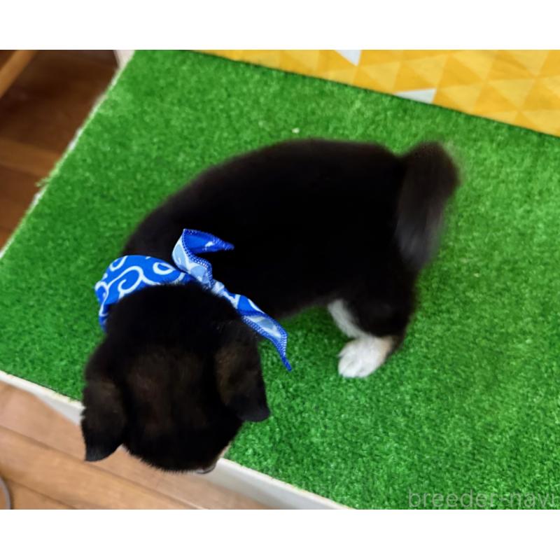 販売中の神奈川県の豆柴-429490の2枚目