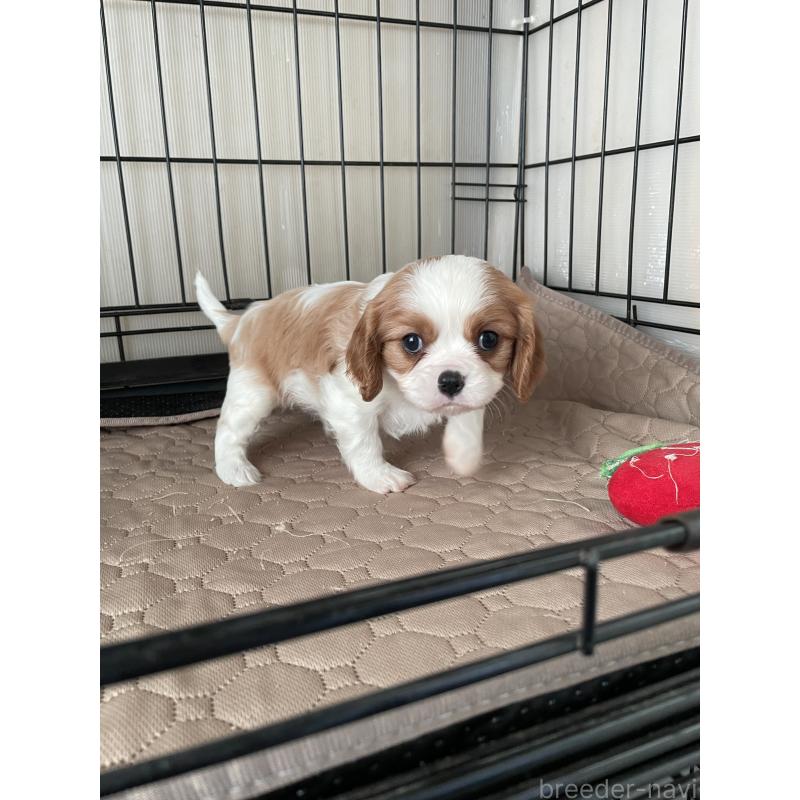 成約済の岡山県のキャバリアキングチャールズスパニエル-425224の6枚目