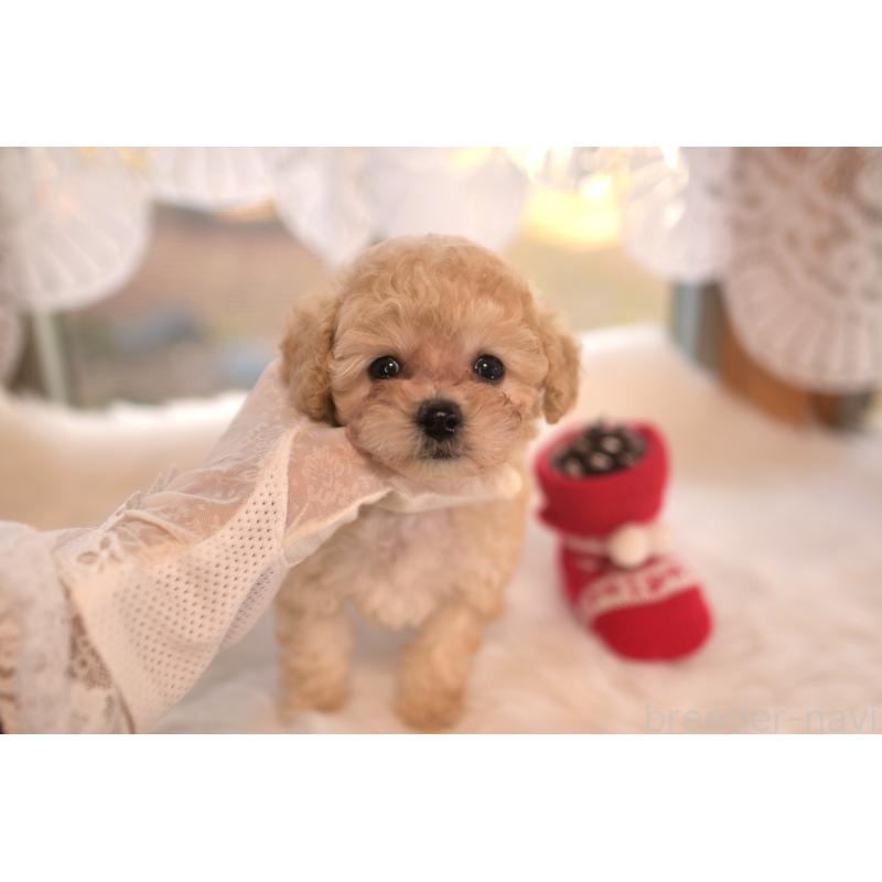 販売中の山梨県のティーカッププードル-429492の3枚目