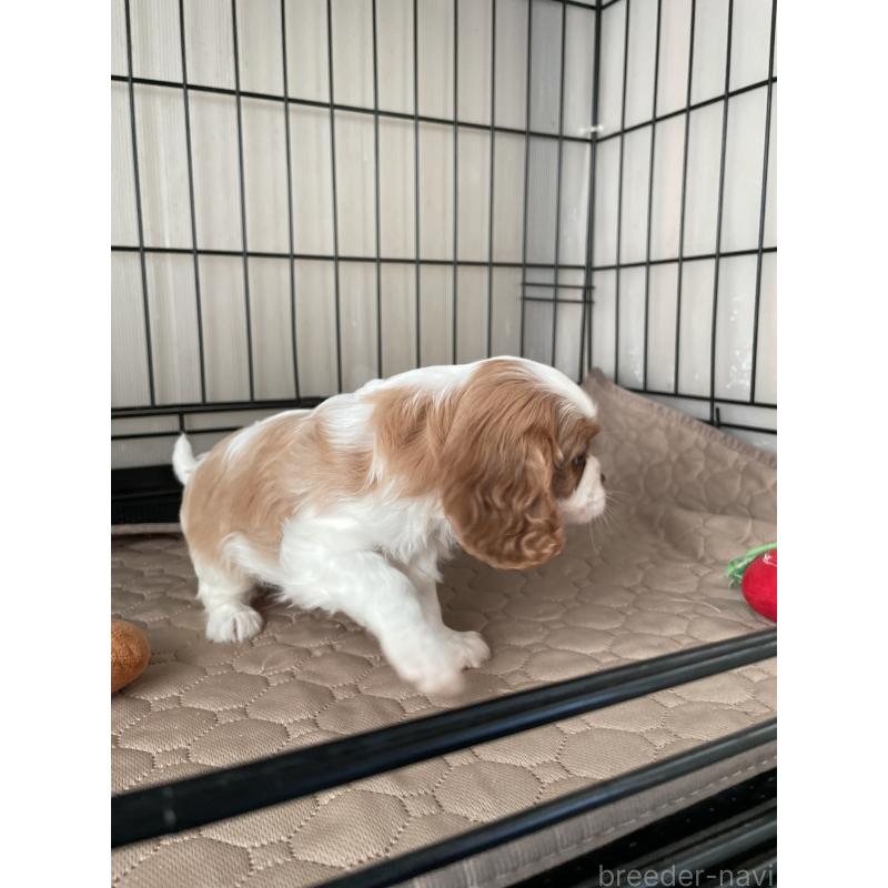 成約済の岡山県のキャバリアキングチャールズスパニエル-425224の5枚目