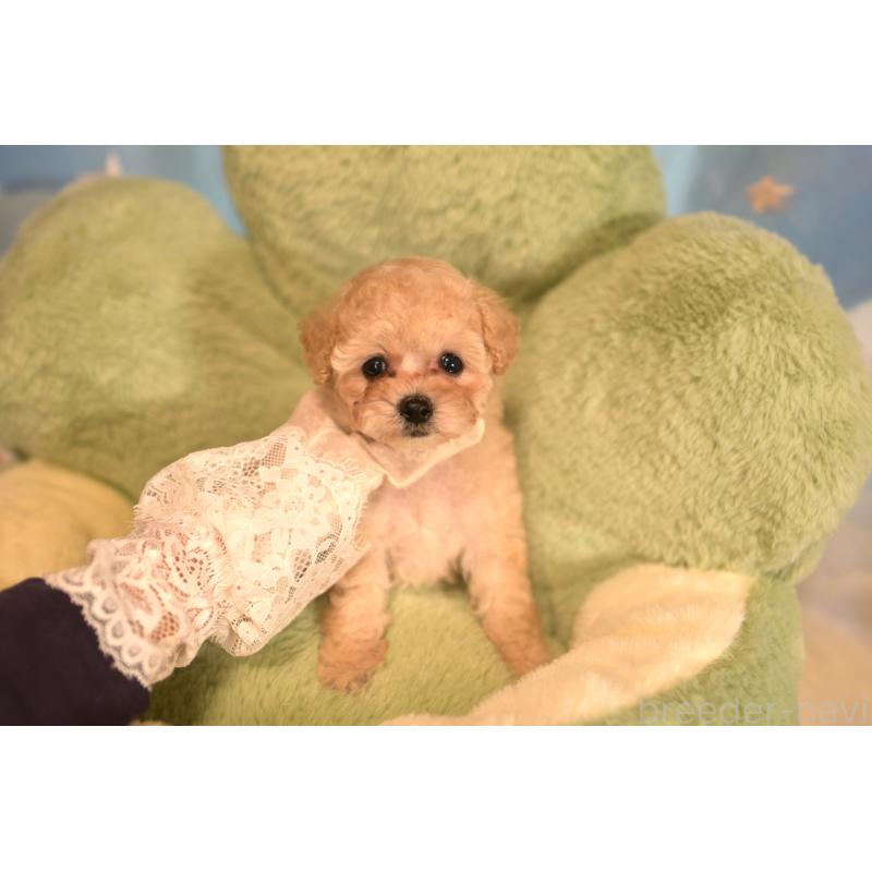 販売中の山梨県のティーカッププードル-429492の2枚目