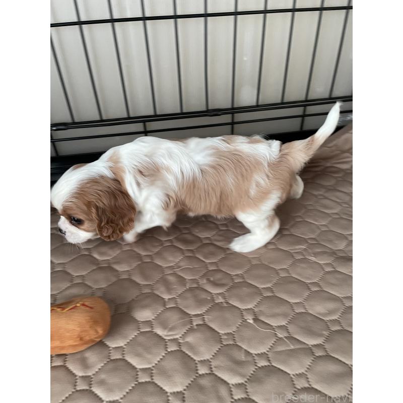 成約済の岡山県のキャバリアキングチャールズスパニエル-425224の4枚目