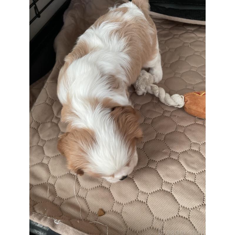 成約済の岡山県のキャバリアキングチャールズスパニエル-425224の3枚目