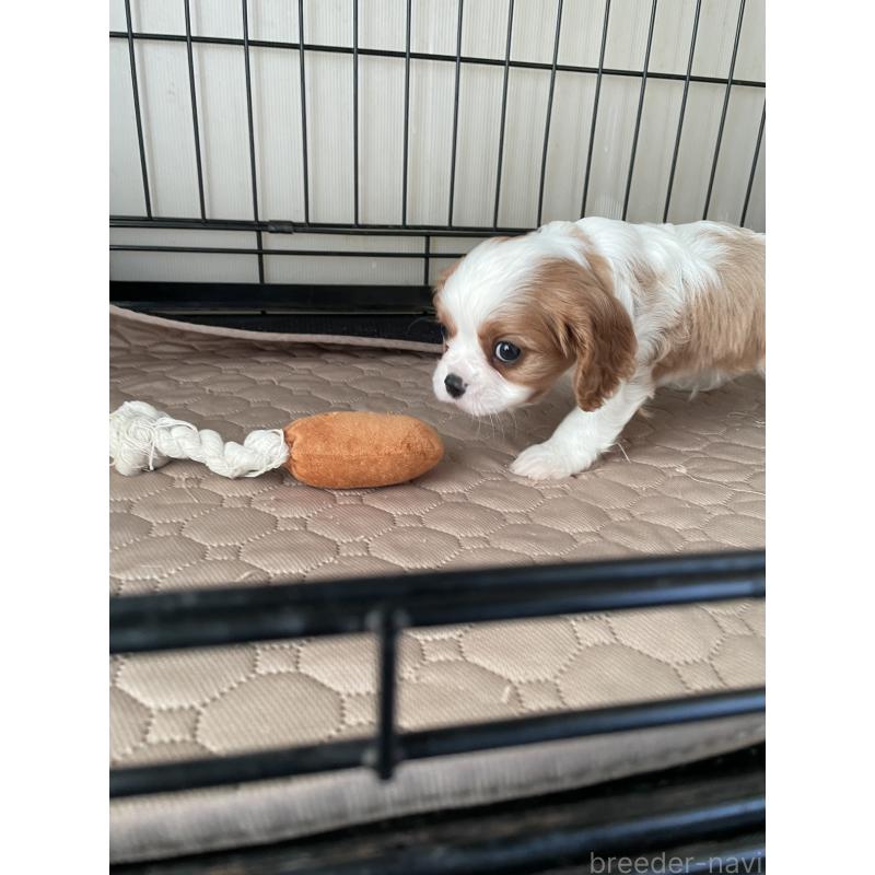 成約済の岡山県のキャバリアキングチャールズスパニエル-425224の2枚目