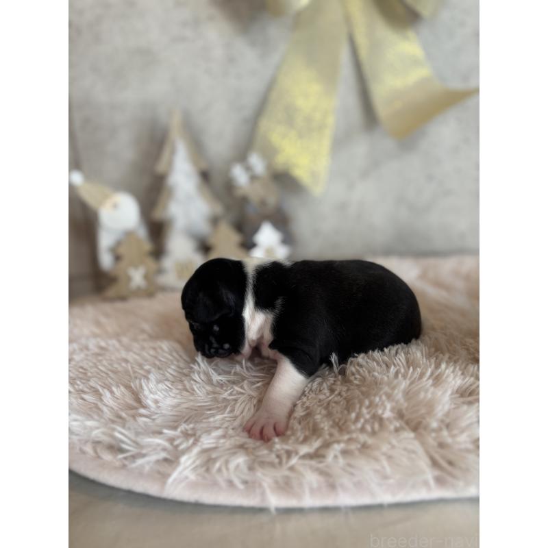 販売中の鹿児島県のフレンチブルドッグ-429491の4枚目