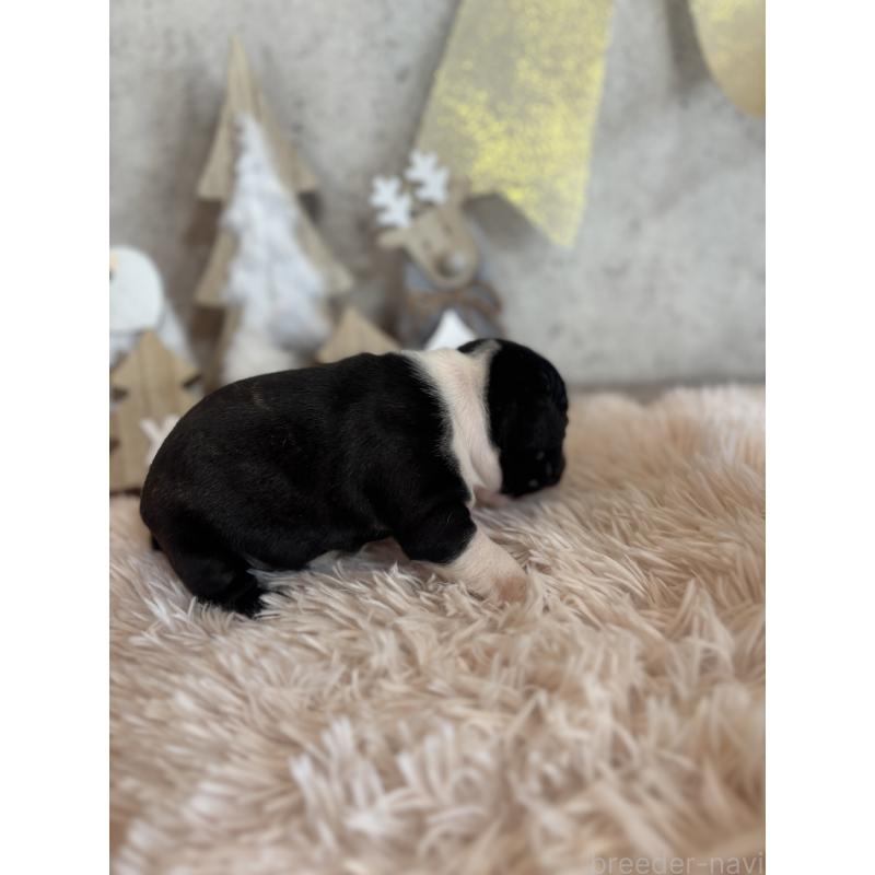 販売中の鹿児島県のフレンチブルドッグ-429491の3枚目