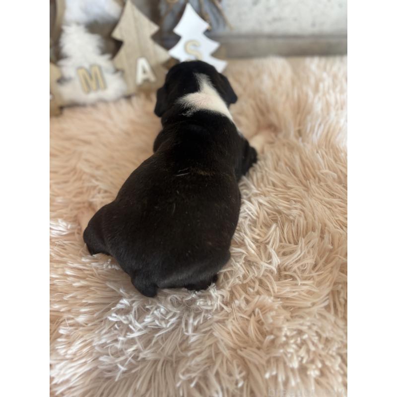 販売中の鹿児島県のフレンチブルドッグ-429491の2枚目